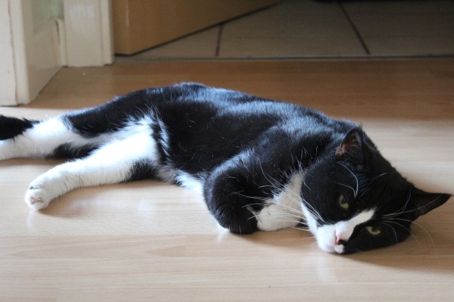 A full body photo of a beautiful black and white tom cat lying on a wooden floor looking sleepy. His eyes are green and half closed, and his long whiskers are white.